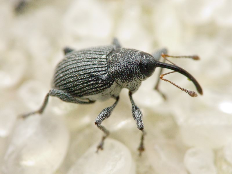 Archarius salicivorus (Paykull, 1792)